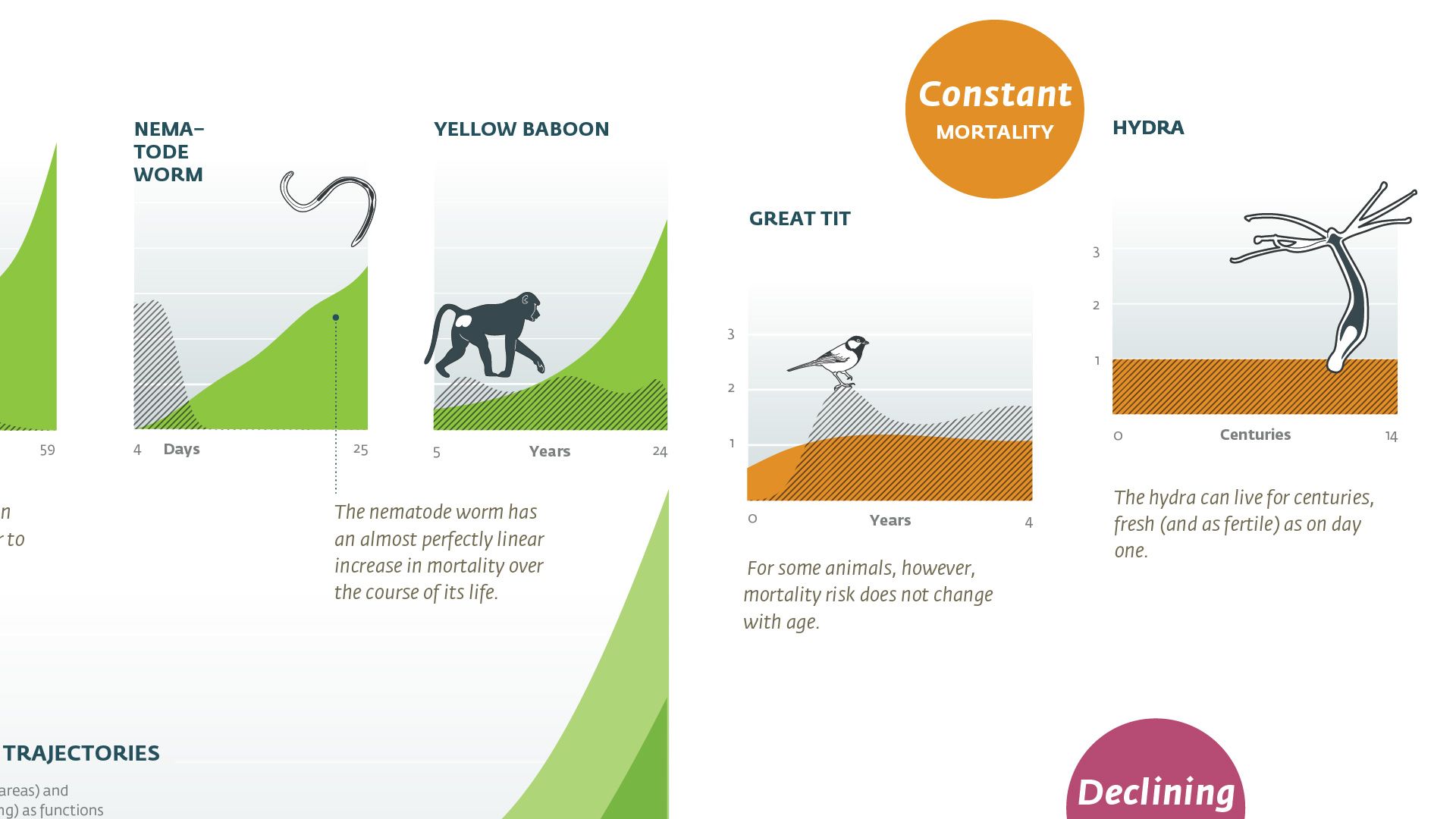 Constant and declining mortality charts for nematode worm, yellow baboon, great tit and hydra, each with an illustration