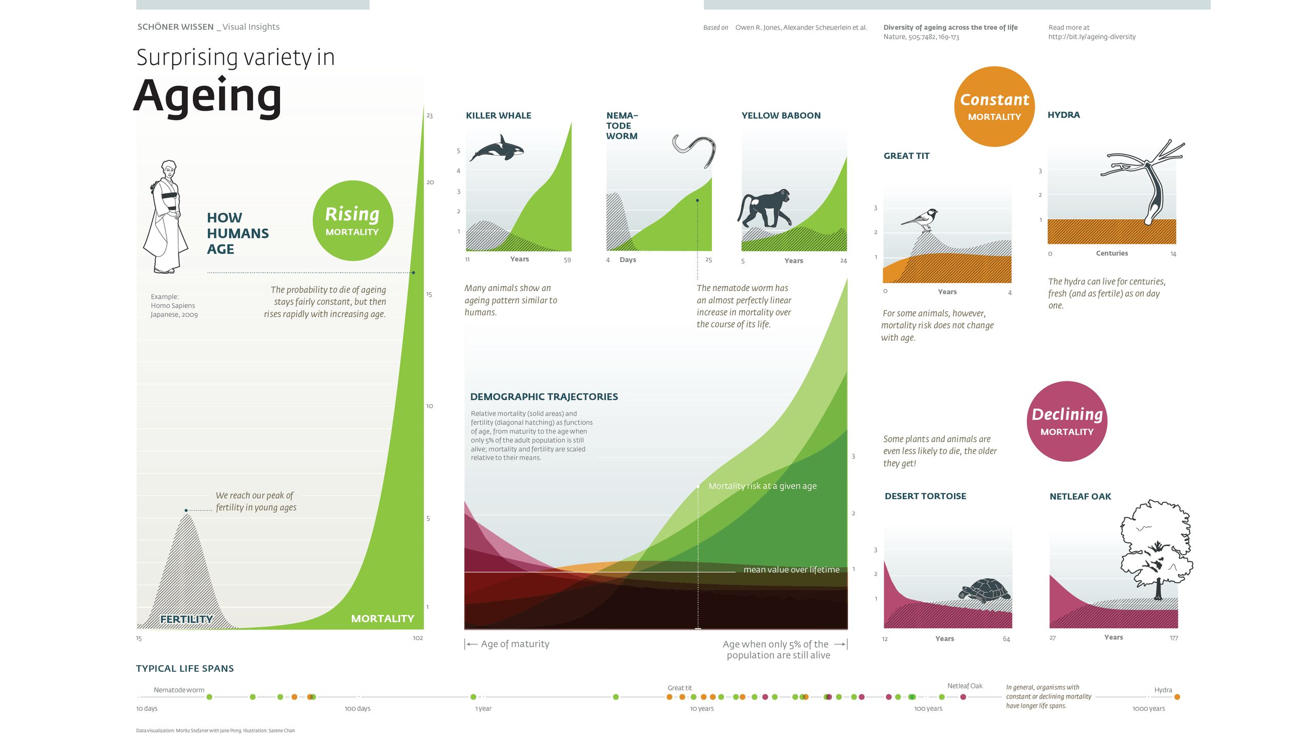 Full double-page Ageing infographic comparing how death risk changes with age across ten species